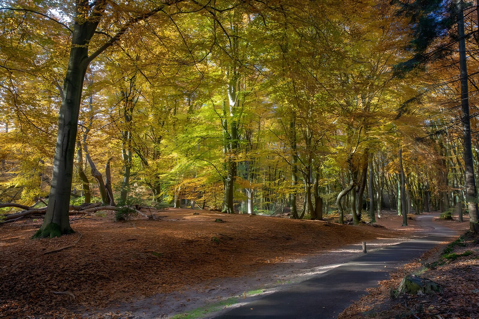 OCUK84998: Autumn Serenity in the Forest