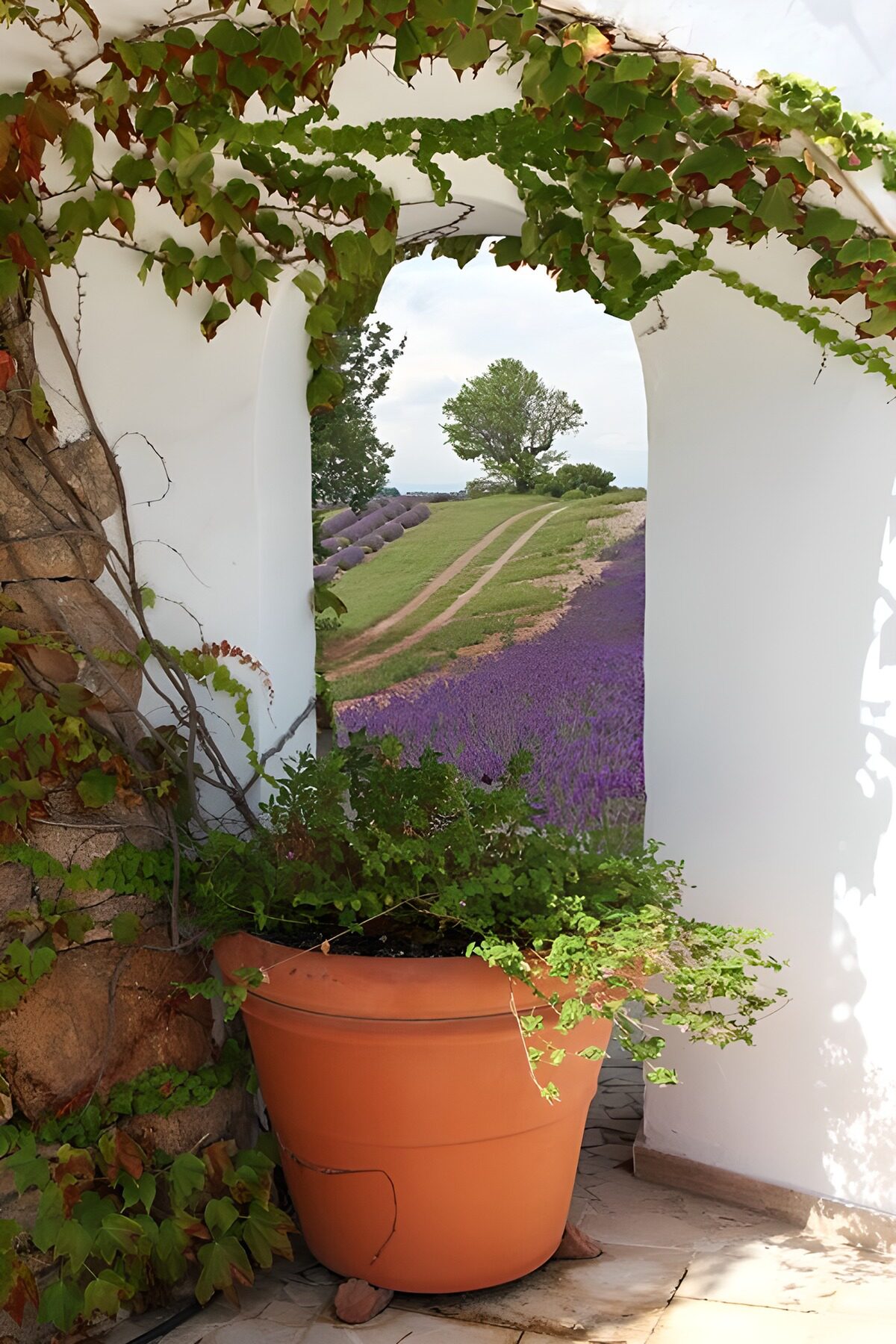 OCUK18318: Lavender Fields Through an Arched Entrance