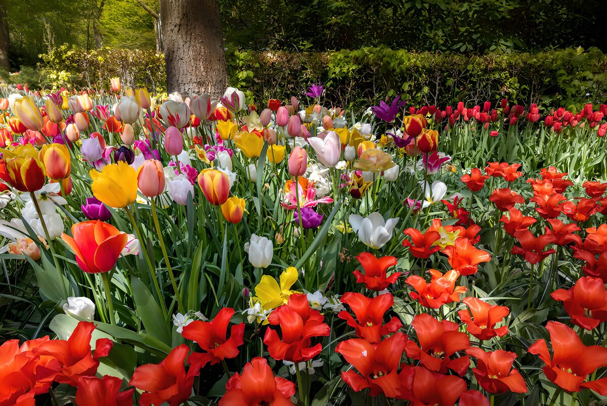 OCUK36930: Vibrant Spring Tulip Garden Display