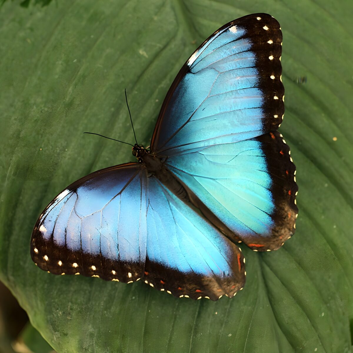 OCUK44266: Vibrant Blue Butterfly on Green Leaf