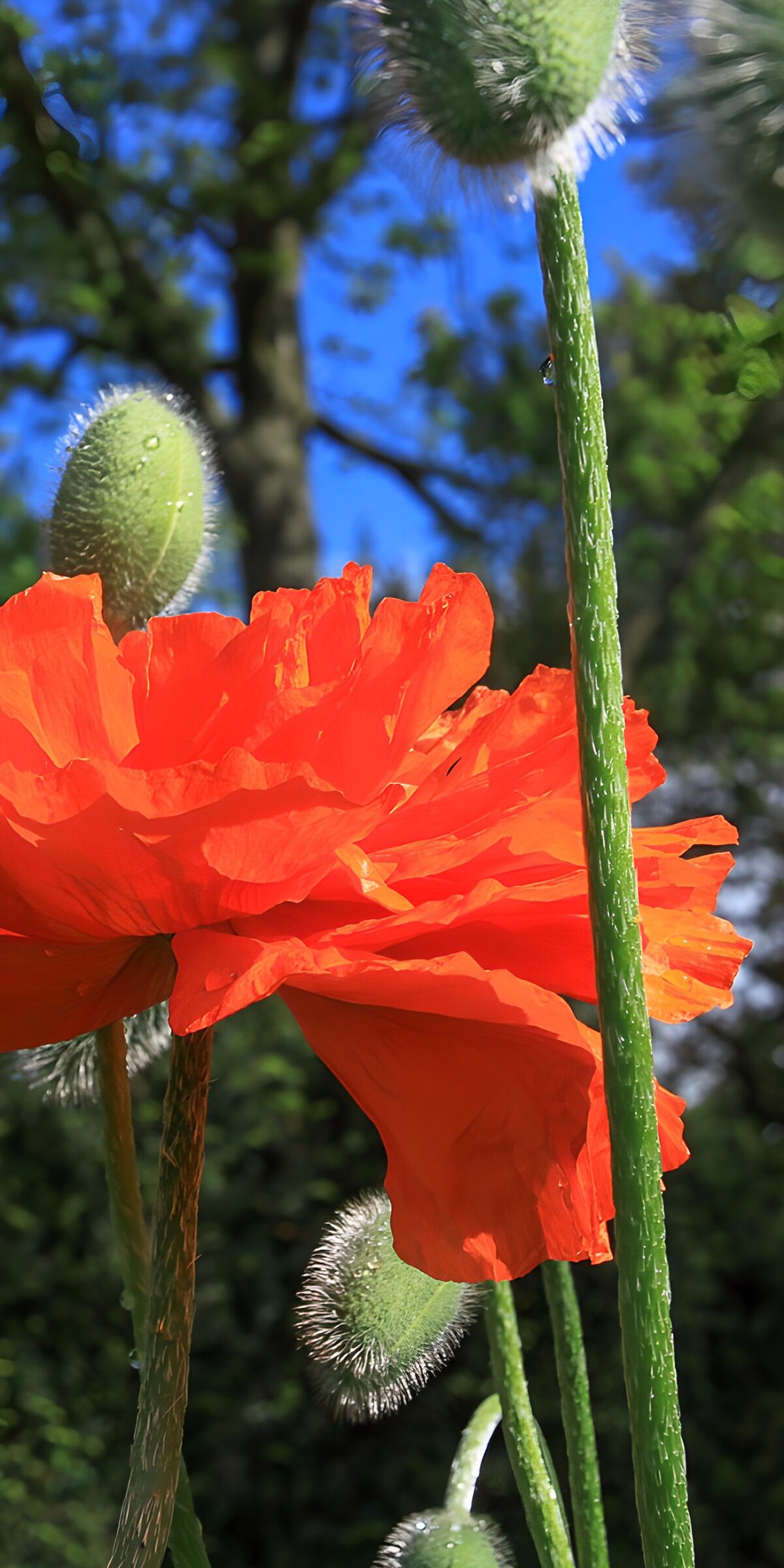 OCUK29139: Vibrant Poppy in Spring Sunshine