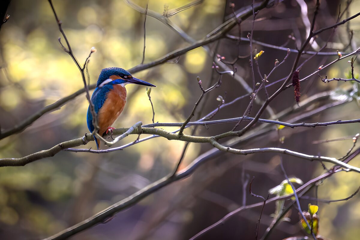 OCUK63282: Colorful Kingfisher Perched in Nature