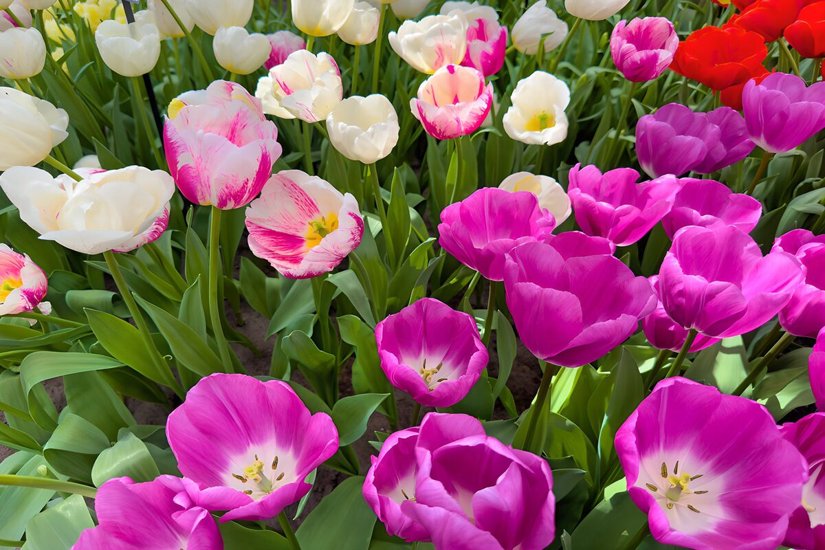 Colorful Tulip Blooms in Spring Garden