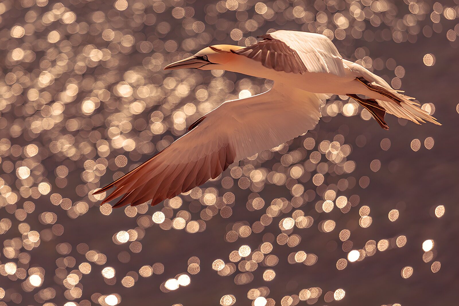 OCUK41983: Majestic Bird in Flight