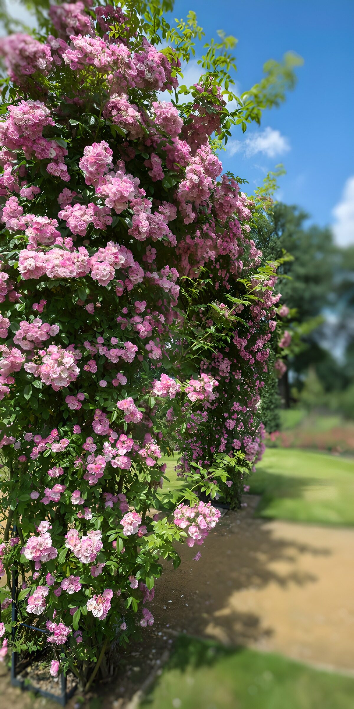 OCUK55710: Blooming Pink Roses on Arbored Trellis