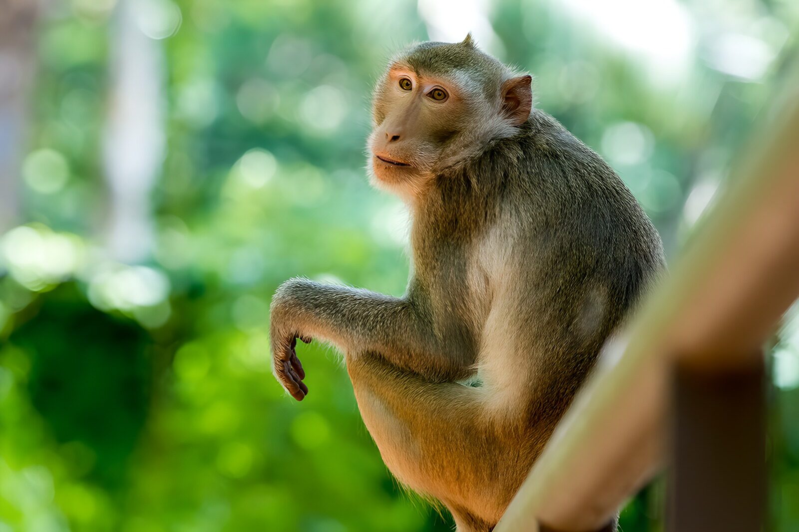 OCUK27161: Relaxing Monkey in Nature