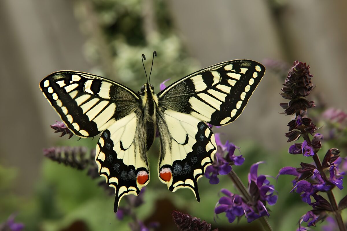 Elegant Butterfly on Blooming Flowers