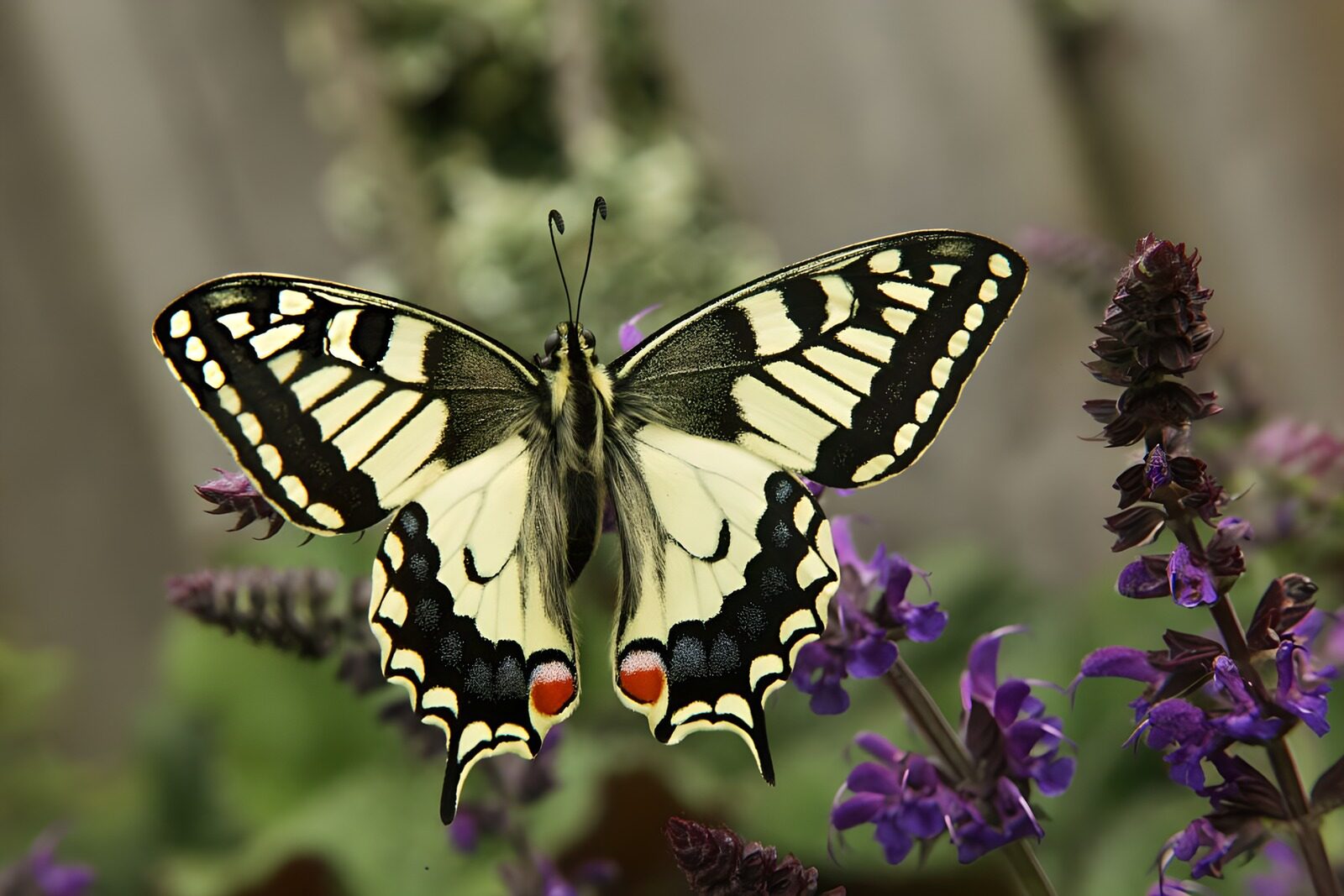 OCUK31429: Elegant Butterfly on Blooming Flowers