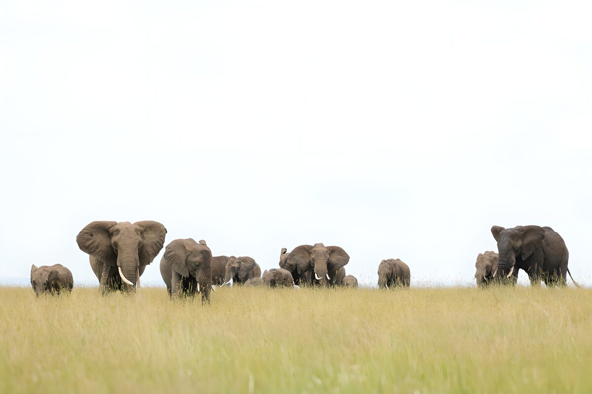 OCUK61266: Serenity in the Savanna: Elephants Gather
