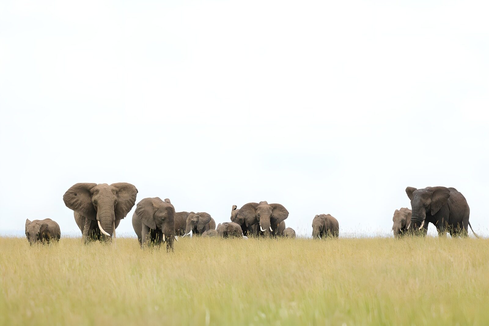 OCUK61266: Serenity in the Savanna: Elephants Gather
