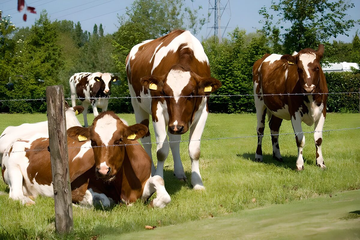 OCUK68012: Cow 16