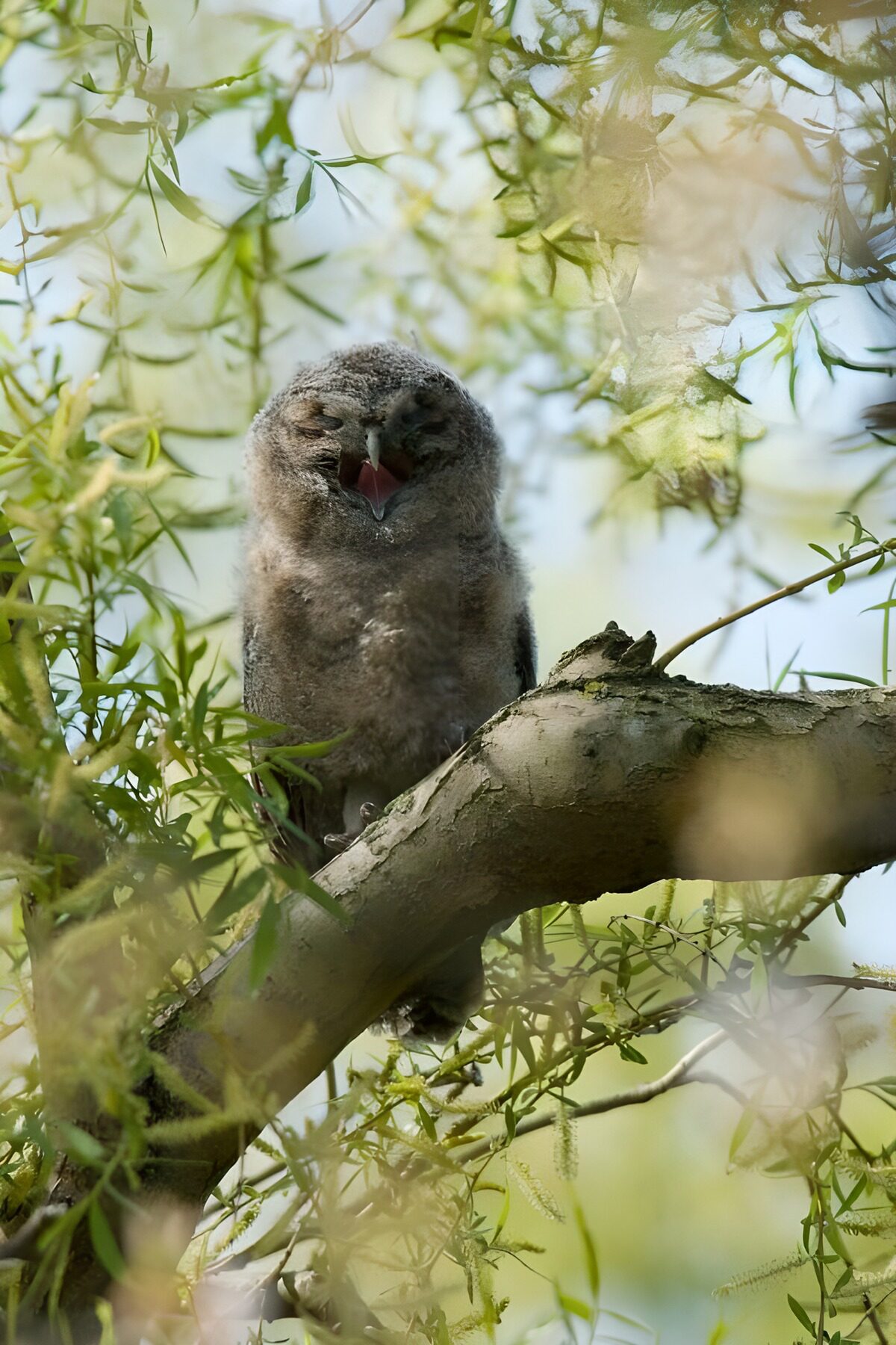 OCUK36507: Young Owl Breathing in the Sunlight