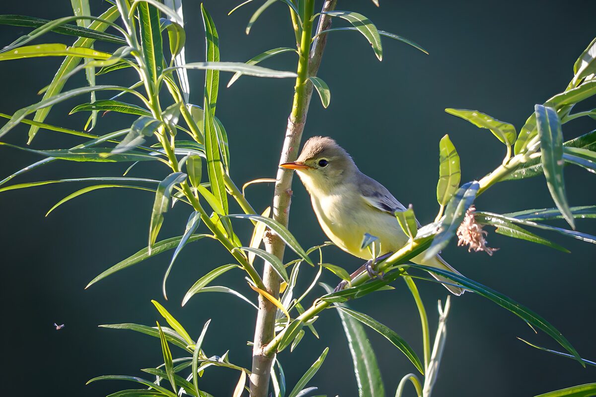 OCUK16106: Yellow Bird Amongst Green Leaves