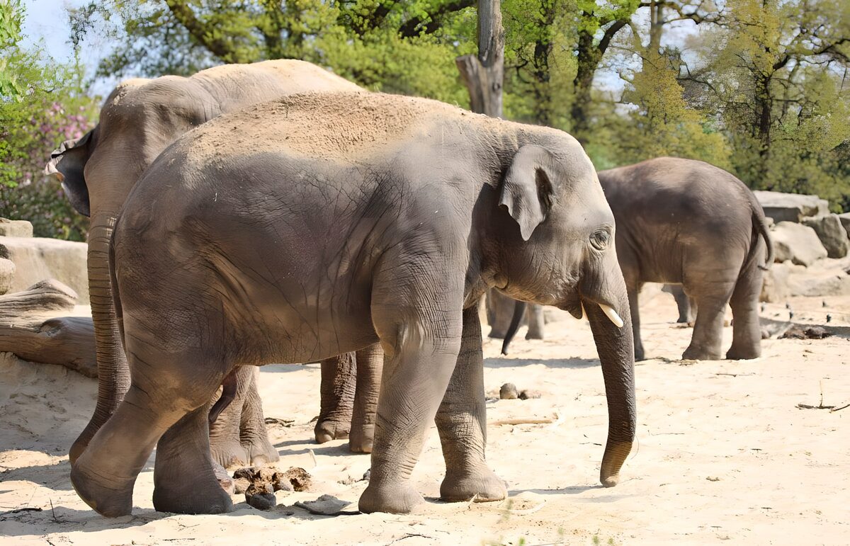 Majestic Elephants in Their Natural Habitat