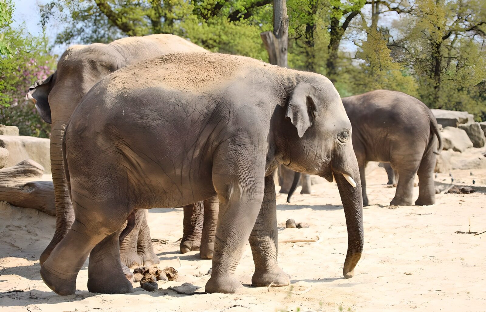 OCUK65481: Majestic Elephants in Their Natural Habitat