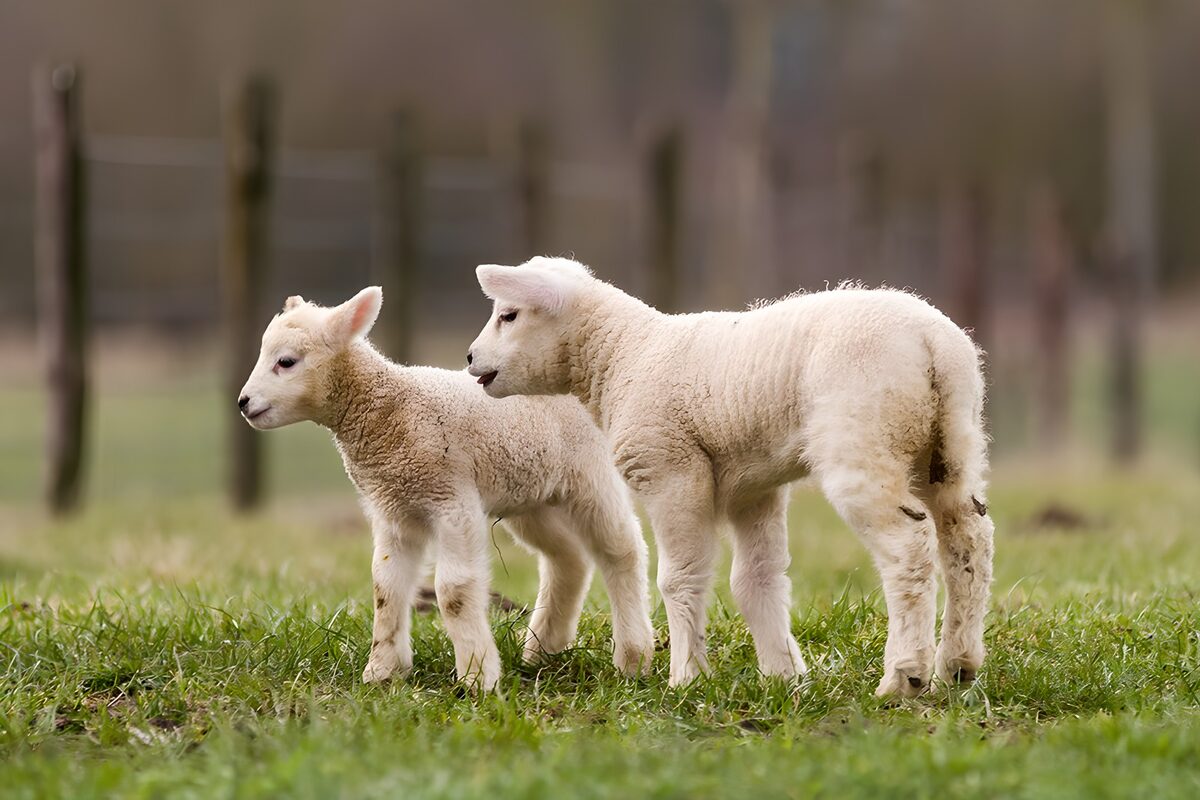 Playful Lambs in a Green Pasture