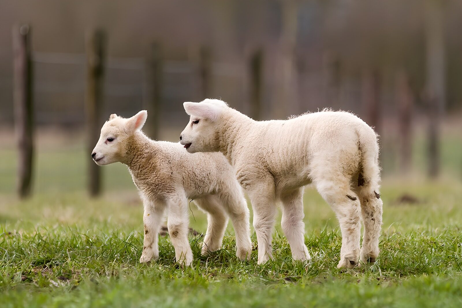 OCUK46419: Playful Lambs in a Green Pasture