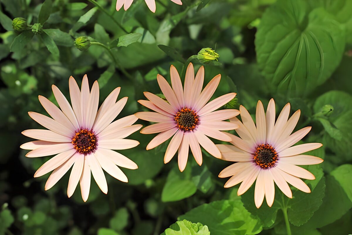 Delicate Pink Flowers in Bloom