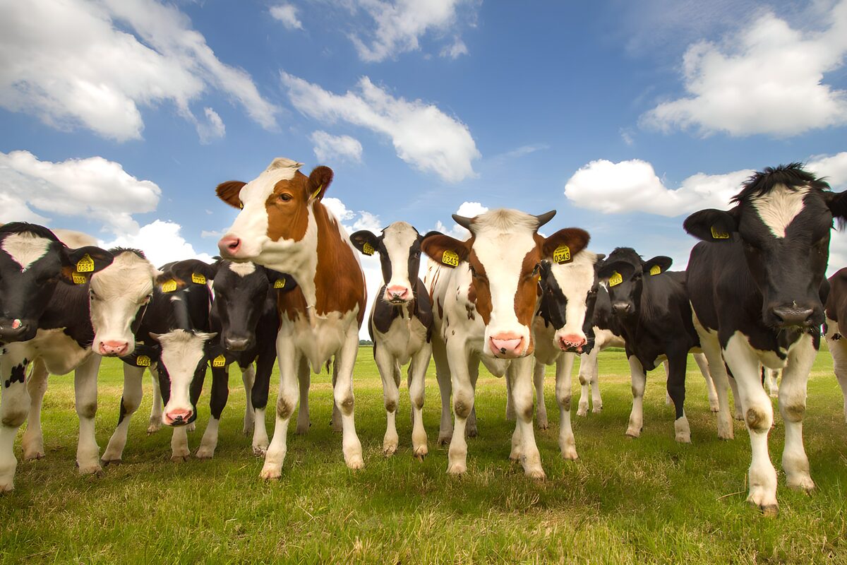 OCUK20141: Cattle Grazing Under a Blue Sky