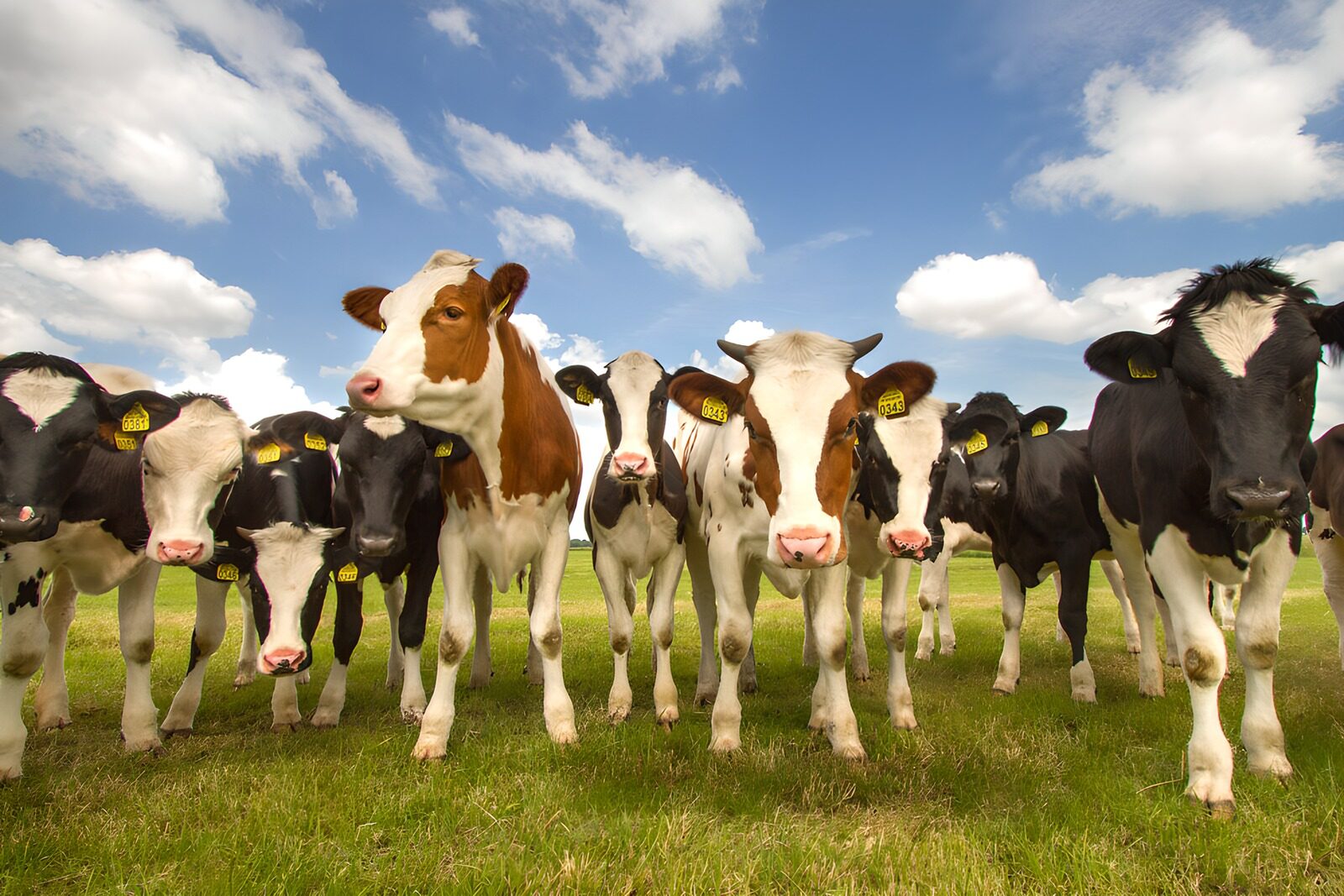 OCUK20141: Cattle Grazing Under a Blue Sky