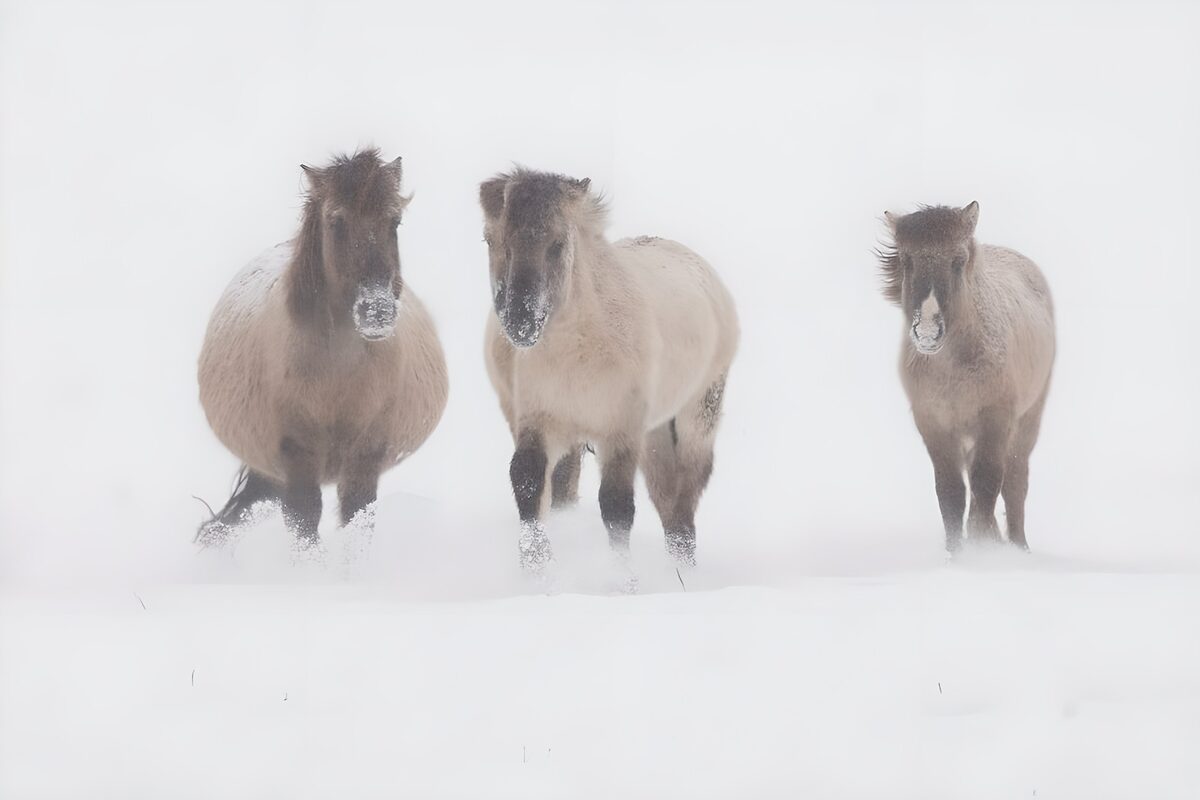 Wild Horses in a Winter Storm