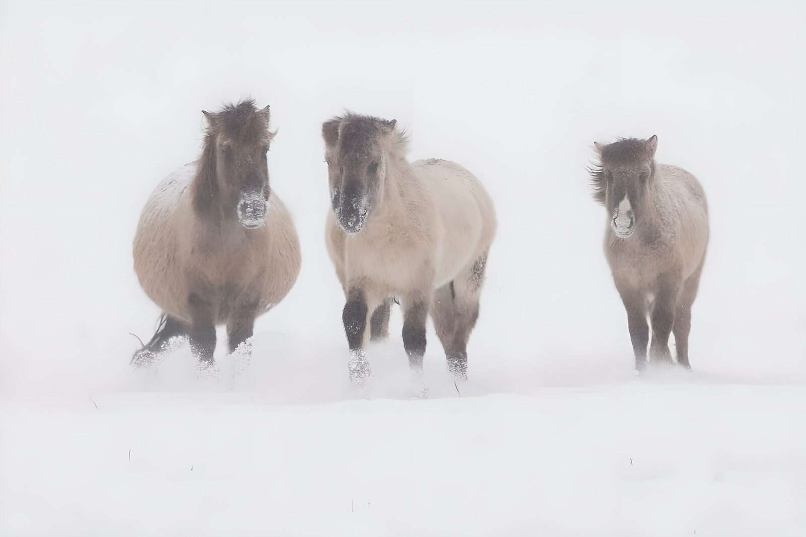 OCUK38798: Wild Horses in a Winter Storm