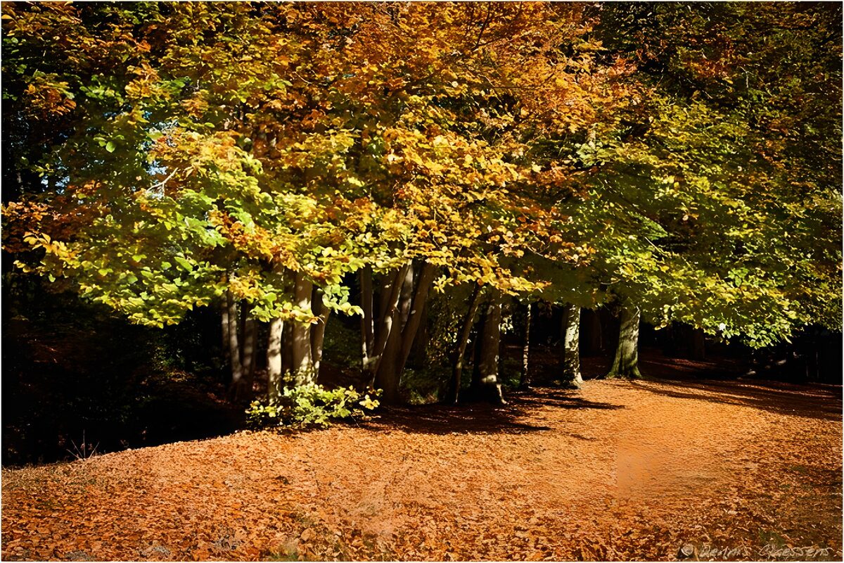 Autumn's Vibrant Palette