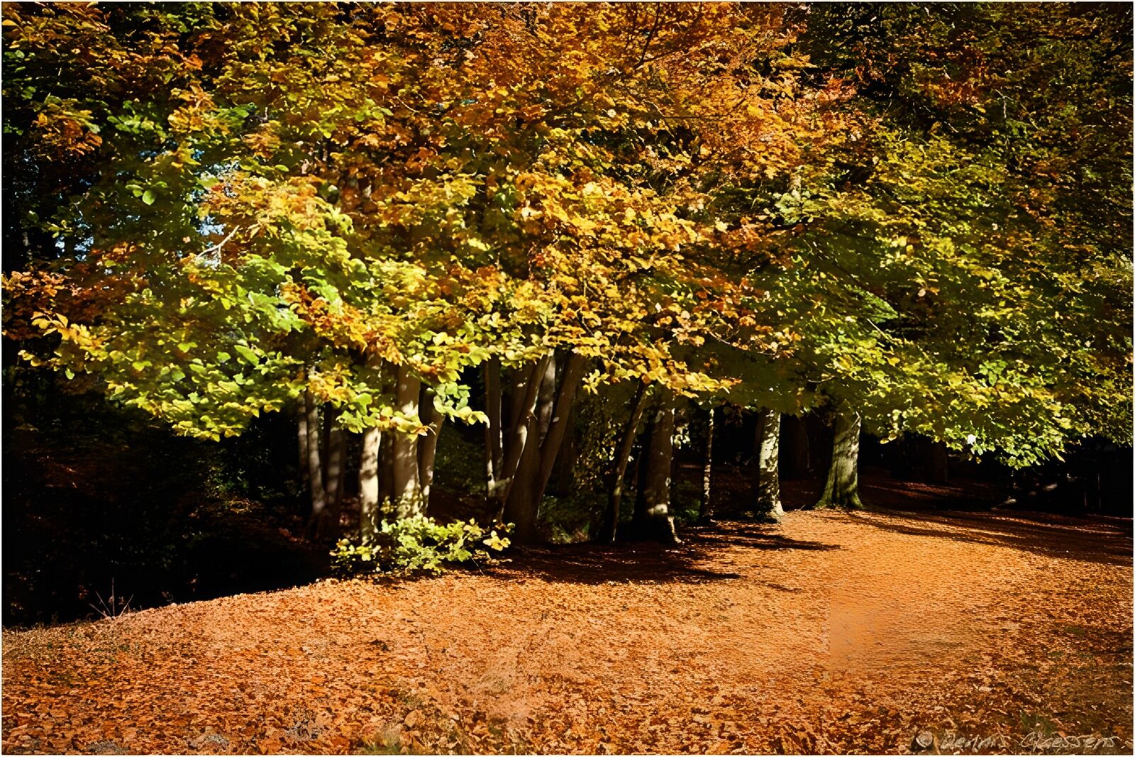 OCUK94956: Autumn's Vibrant Palette