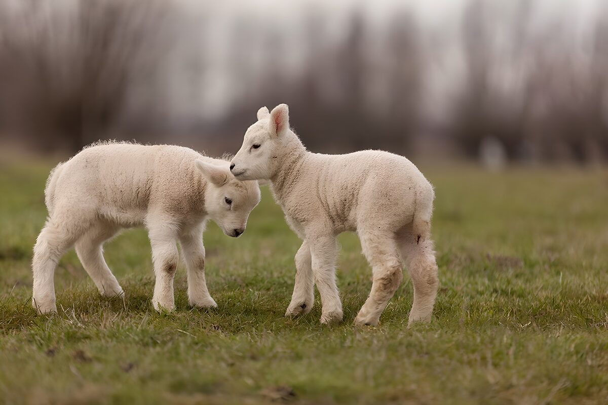 Playful Lambs in a Pastoral Setting