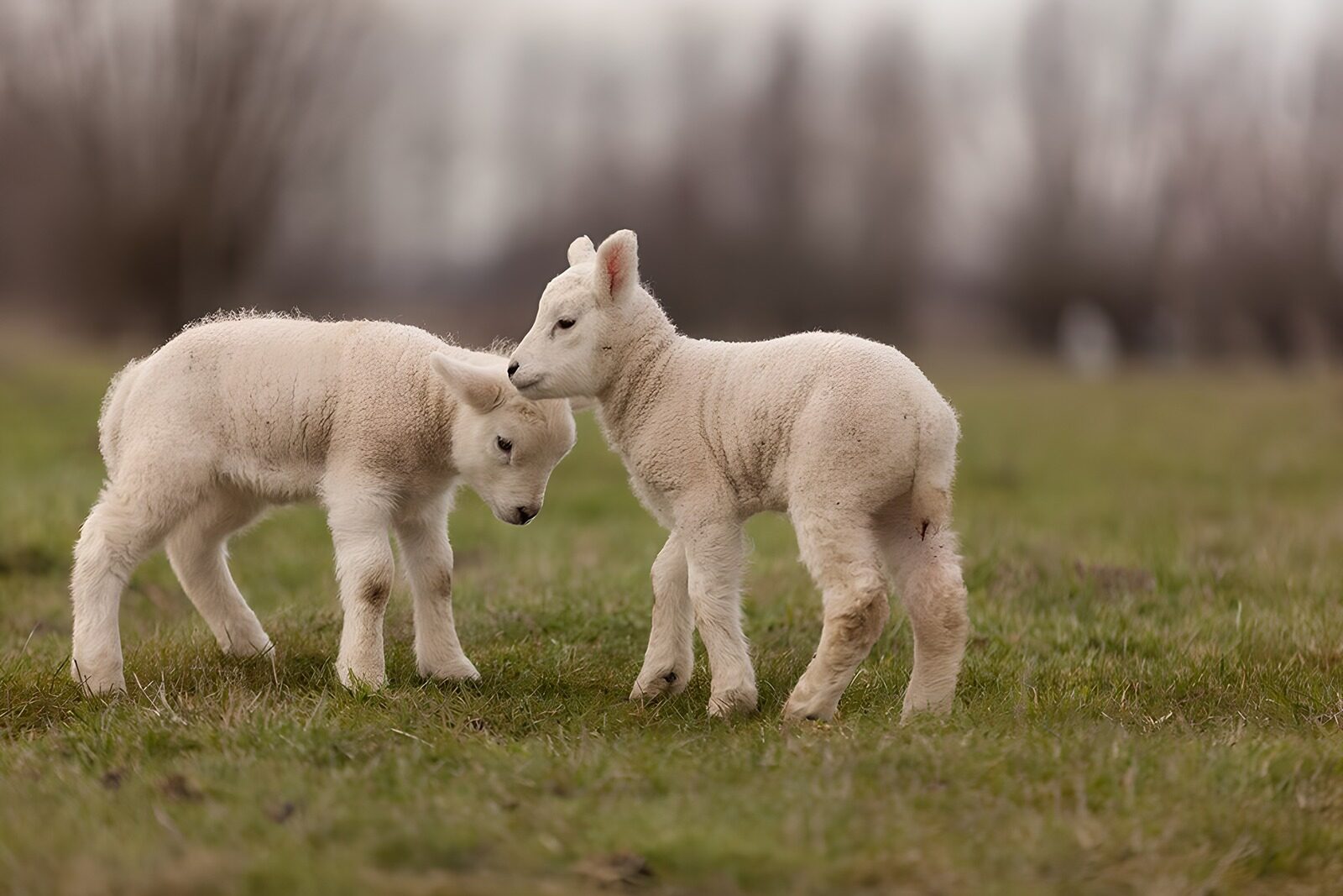 OCUK40819: Playful Lambs in a Pastoral Setting