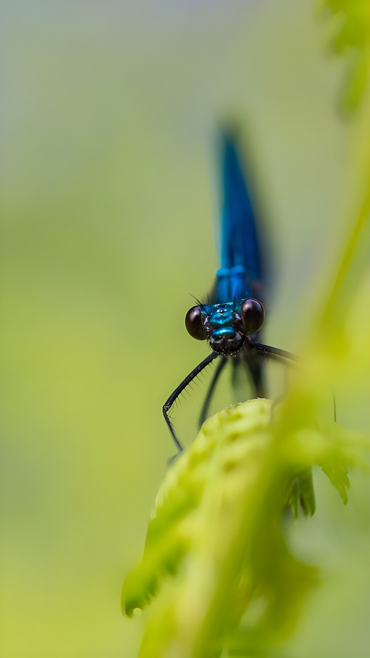 Glimmering Blue Dragonfly on a Leaf