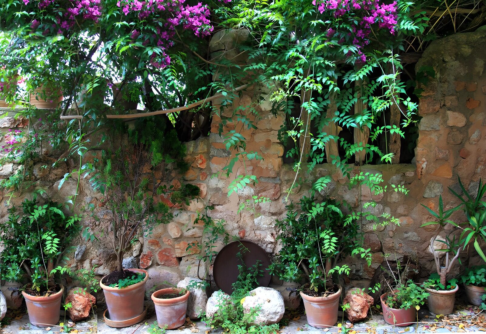 OCUK10797: Old brick wall covered with purple flowers and with flowerpots