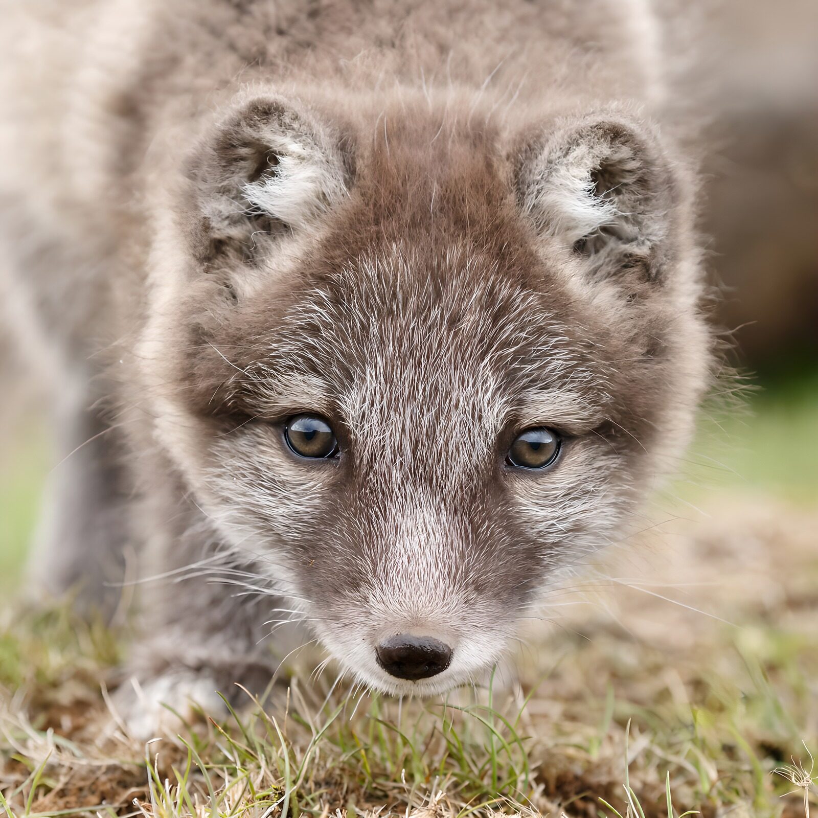 OCUK68185: Curious Arctic Fox Pup