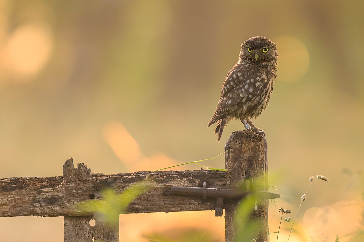 OCUK81441: Wise Owl on a Rustic Perch