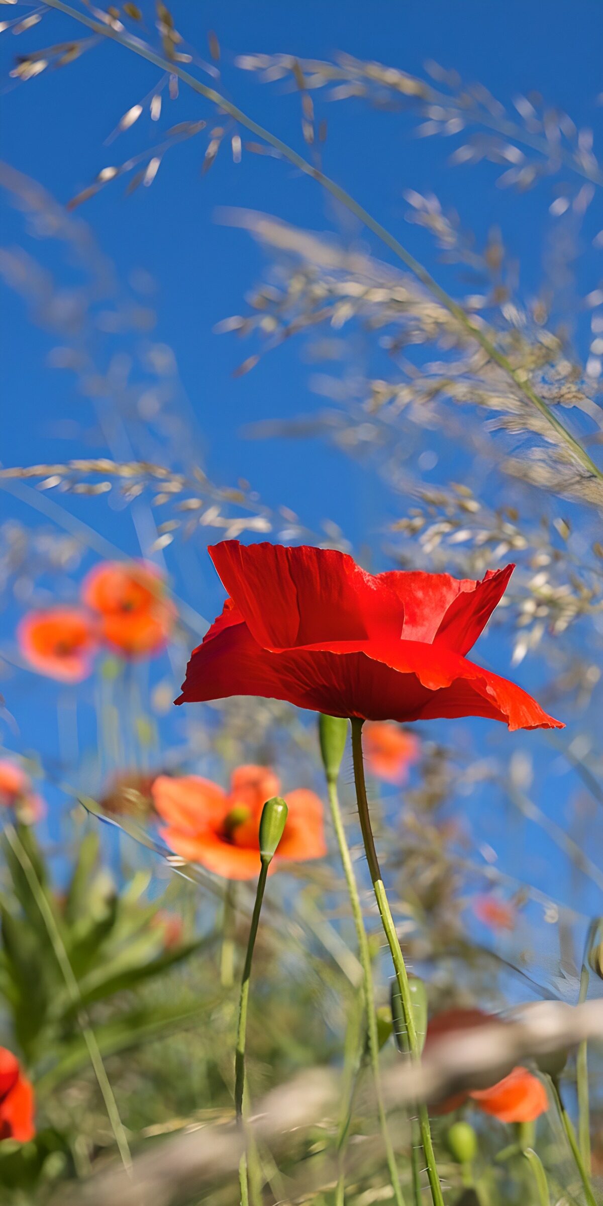 OCUK28319: Vibrant Poppy in a Sunny Field