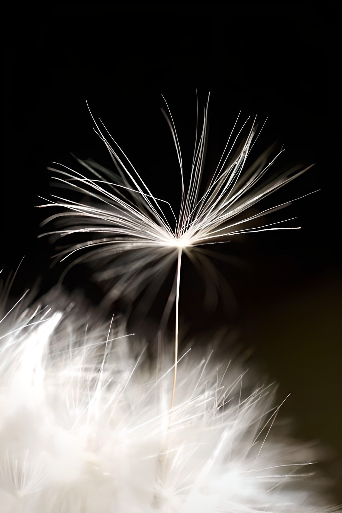 OCUK30780: Flower photo 142
