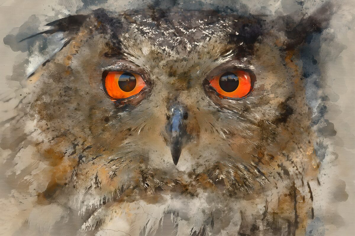 Majestic Owl Eyes