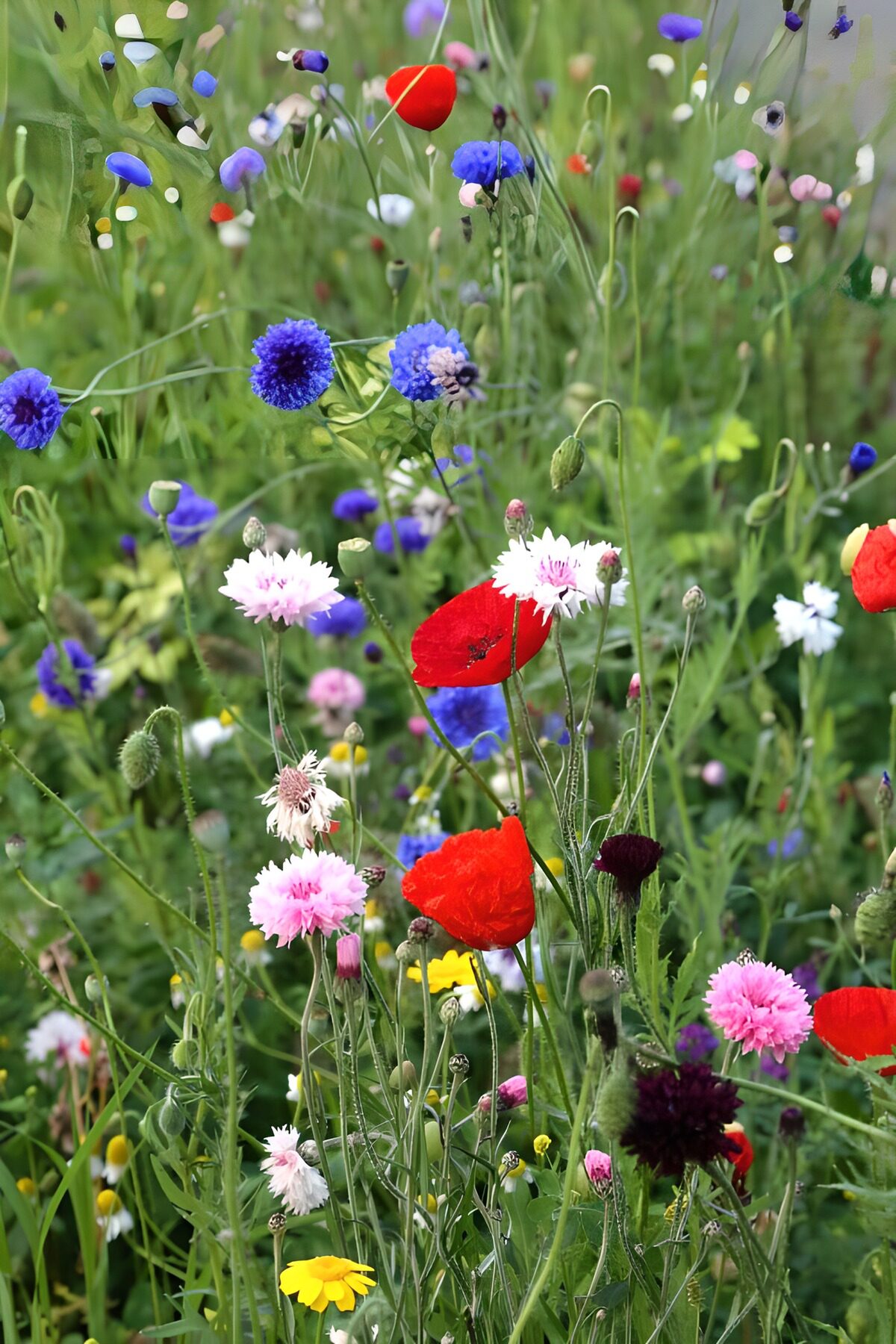 OCUK95681: Field flowers