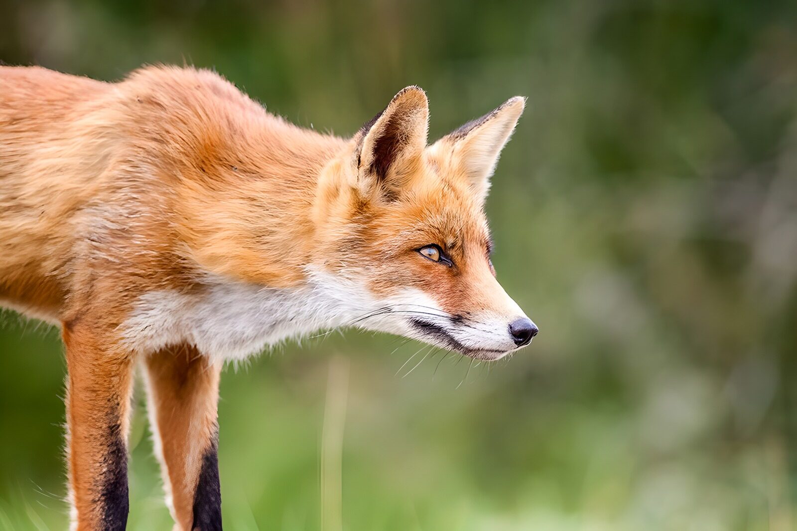 OCUK81297: Curious Red Fox in Nature