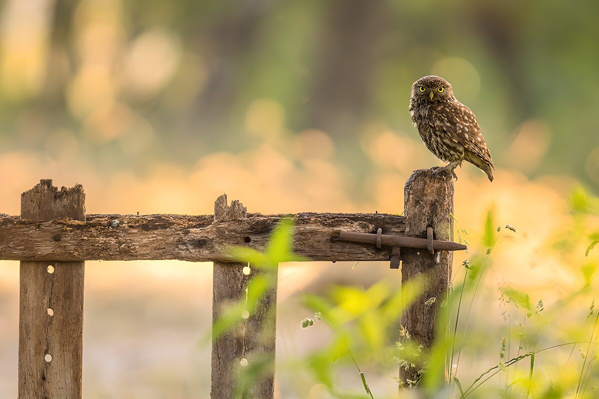 "Watchful Owl on a Rustic Fence"