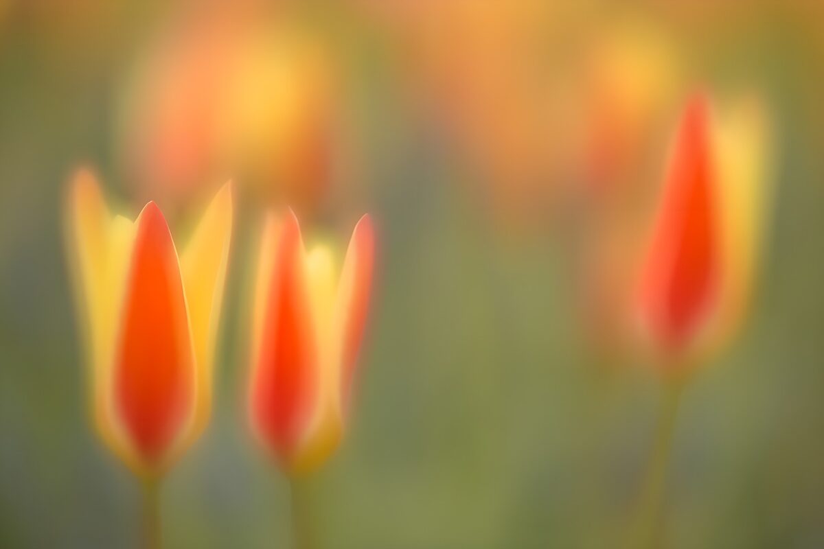 OCUK31742: Dreamy Spring Blooms in Blooming Colors