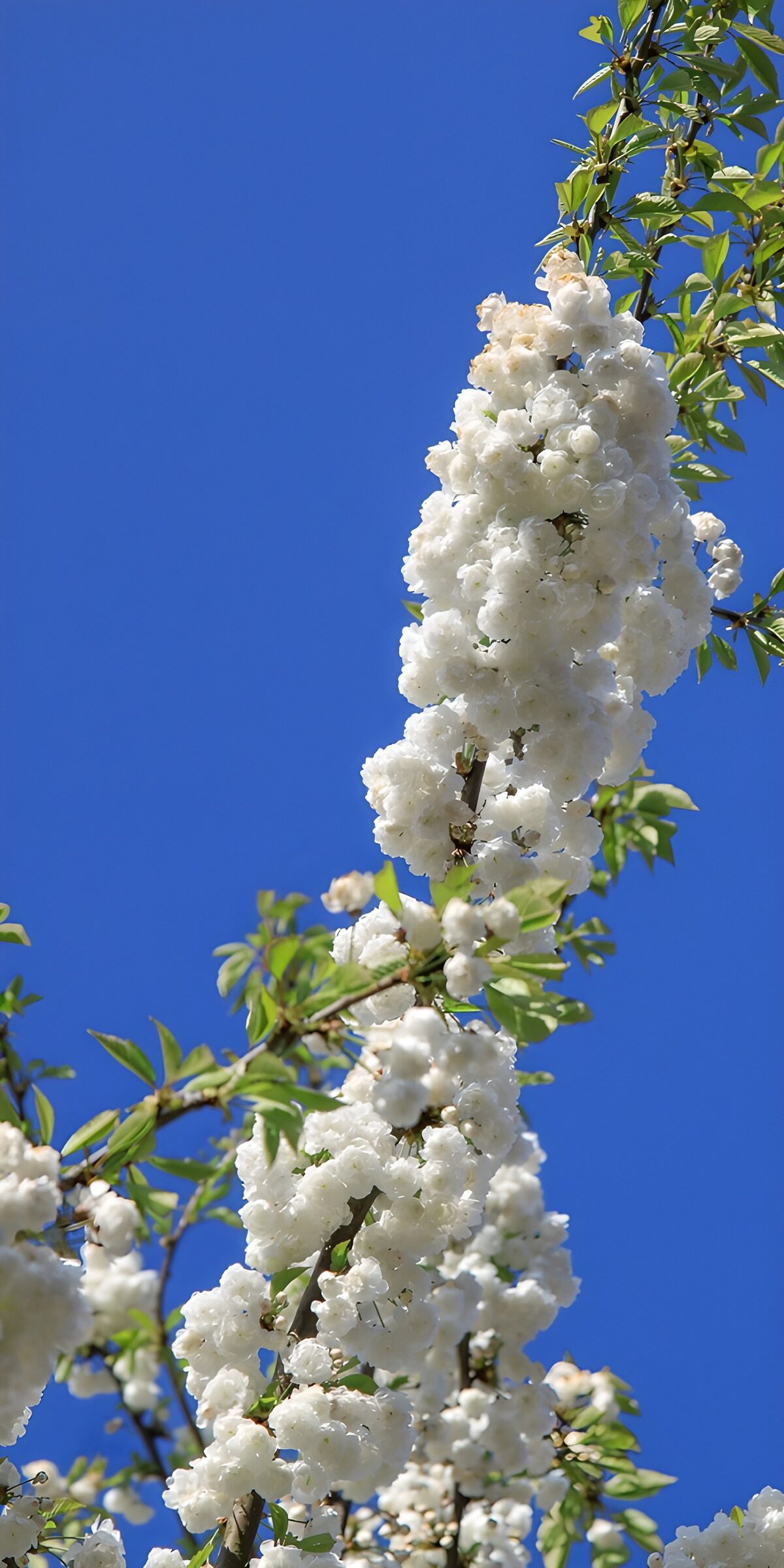 OCUK39052: Blossoming White Flowers Against Blue Sky