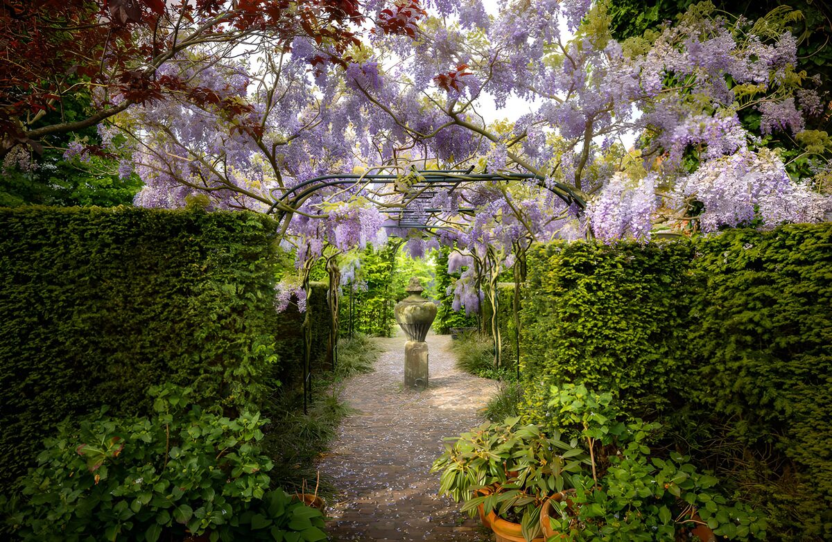 OCUK75607: Enchanted Wisteria Pathway