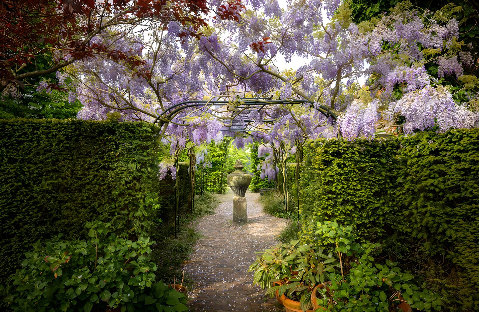 OCUK75607: Enchanted Wisteria Pathway