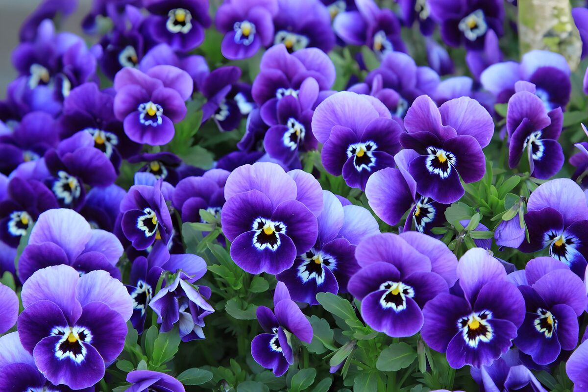 Field with purple violets