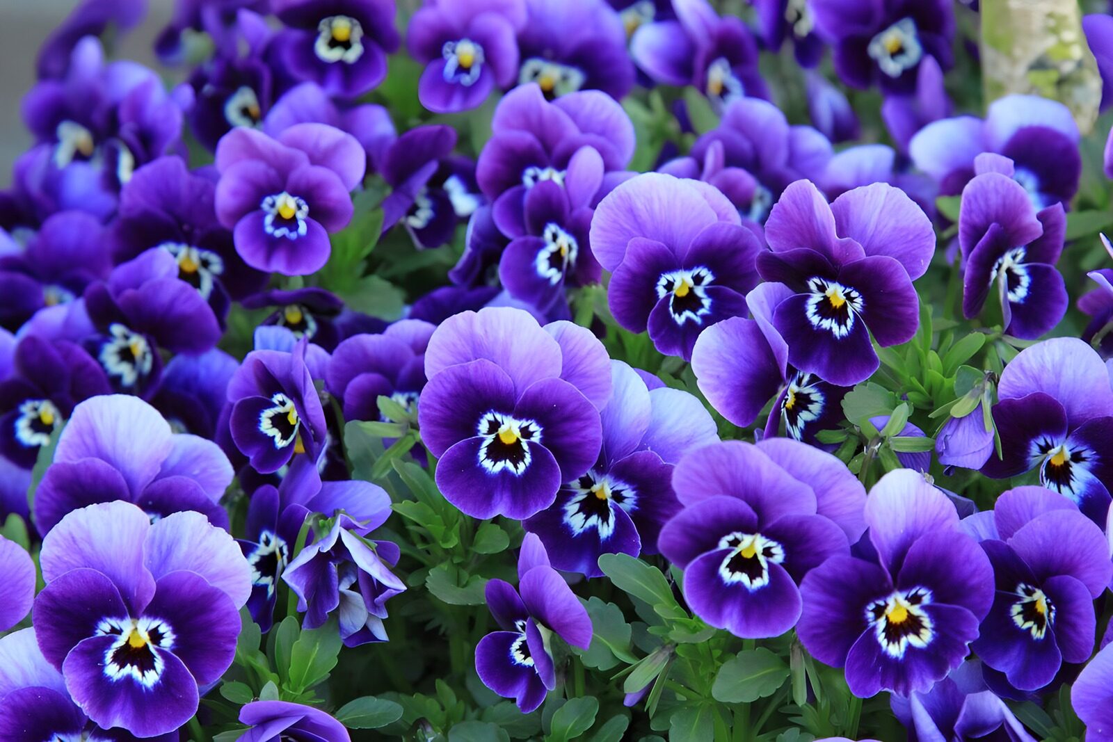 OCUK26896: Field with purple violets