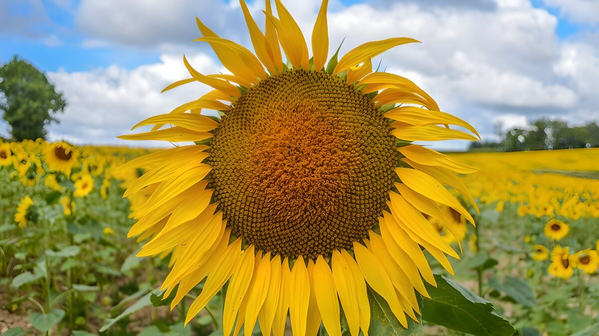 Vibrant Sunflower Blooms in a Field