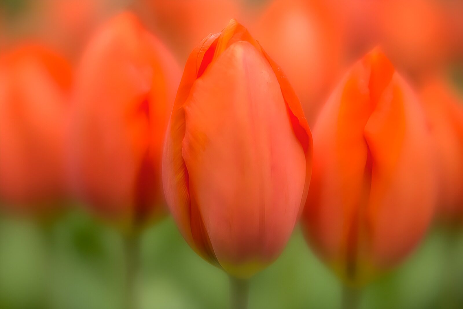 OCUK22285: Vibrant Orange Tulips in Bloom