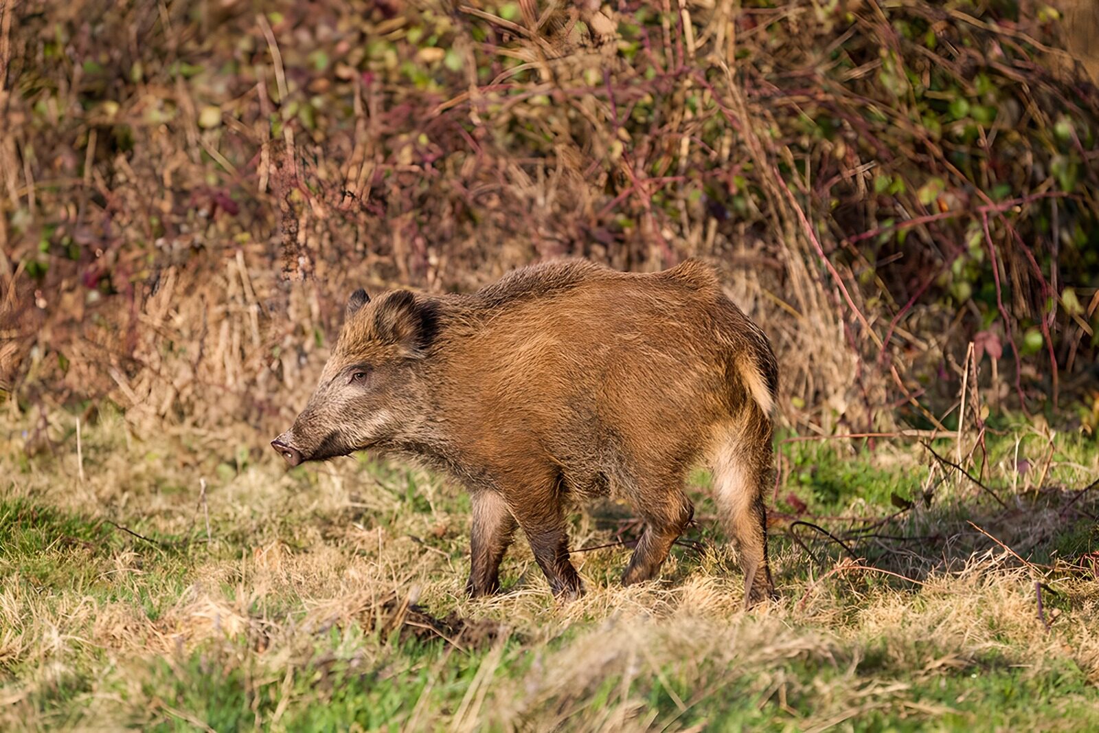 OCUK19113: Wild Boar in Natural Habitat