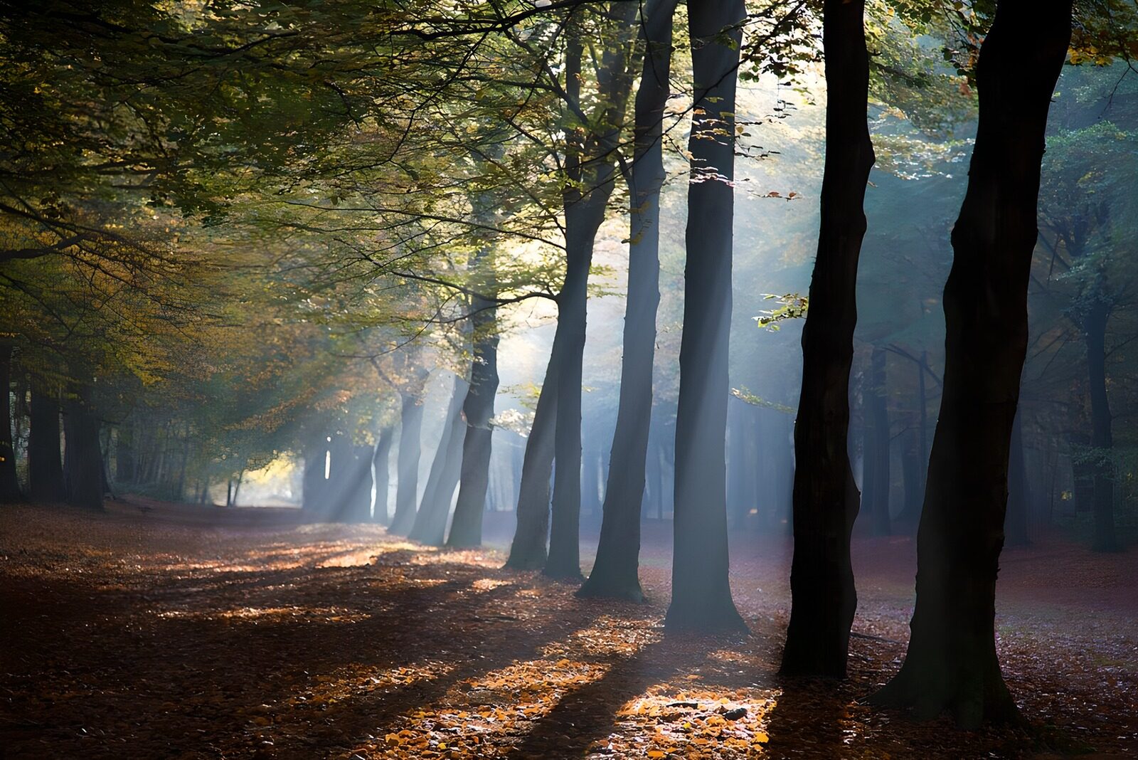 OCUK96779: Enchanted Forest Glade